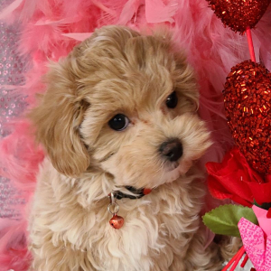 Maltipoo Puppy Willow