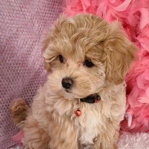 Maltipoo Puppy Willow