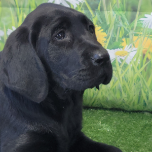 Labrador Retriever Puppy Nell