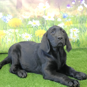 Labrador Retriever Puppy Nell