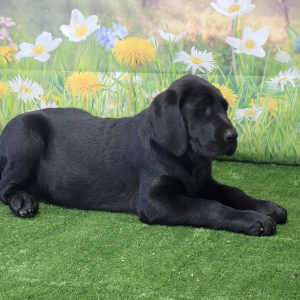 Labrador Retriever Puppy Nell