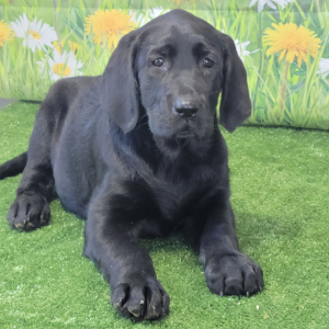 Labrador Retriever Puppy Nell