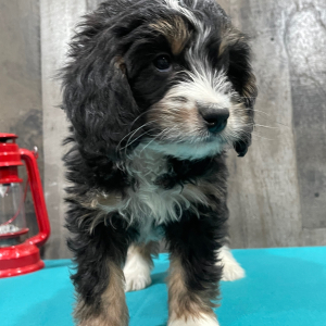 Bernedoodle Puppy Becky