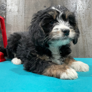 Bernedoodle Puppy Becky
