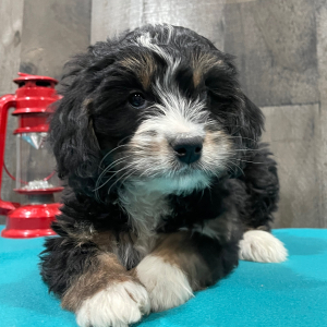 Bernedoodle Puppy Becky