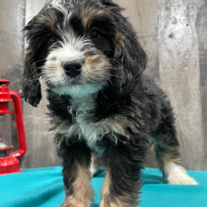 Bernedoodle Puppy Becky