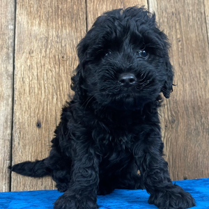 Labradoodle Puppy Lizzy