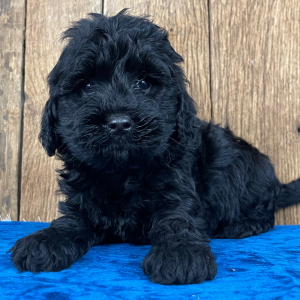 Labradoodle Puppy Lizzy