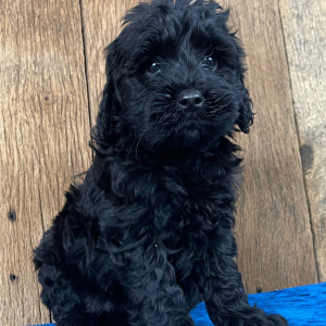 Labradoodle Puppy Lizzy