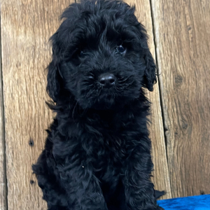 Labradoodle Puppy Lizzy