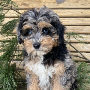 Goldendoodle Puppy Tory