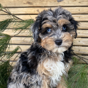 Goldendoodle Puppy Tory