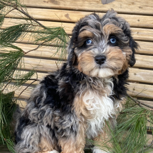 Goldendoodle Puppy Tory