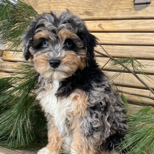 Goldendoodle Puppy Tory