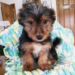 Yorkshire Terrier Puppy Rosco