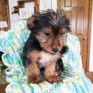 Yorkshire Terrier Puppy Rosco