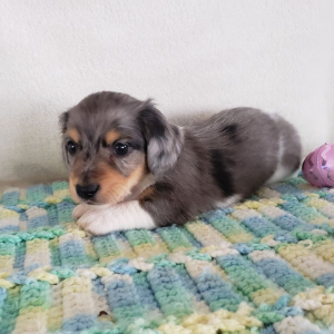 Dachshund Puppy Karson