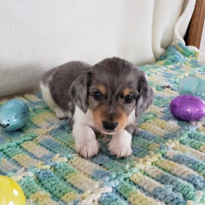 Dachshund Puppy Karson