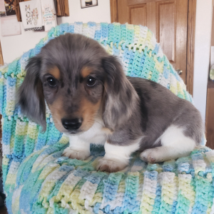 Dachshund Puppy Karson