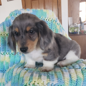 Dachshund Puppy Karson