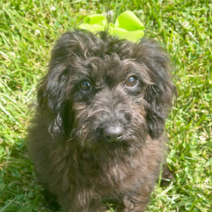 Goldendoodle Puppy Delta Dawn