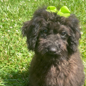 Goldendoodle Puppy Delta Dawn