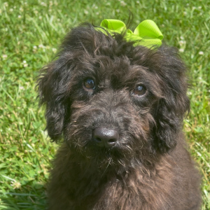 Goldendoodle Puppy Delta Dawn