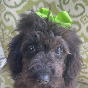 Goldendoodle Puppy Delta Dawn