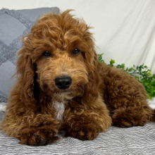 Cavapoo Puppy Mahlon