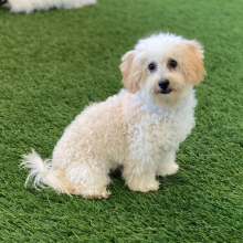 Bichonpoo Puppy Wheeler