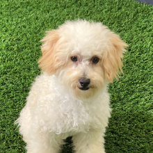Bichonpoo Puppy Wheeler