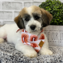 Havanese Puppy Ricky