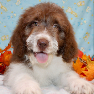Australian Shepherd Puppy Grace