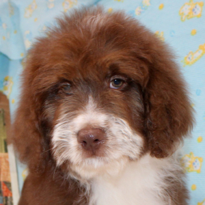 Australian Shepherd Puppy Grace