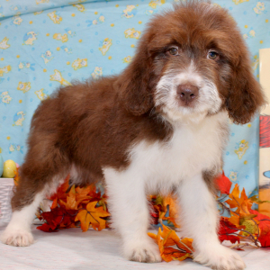 Australian Shepherd Puppy Grace