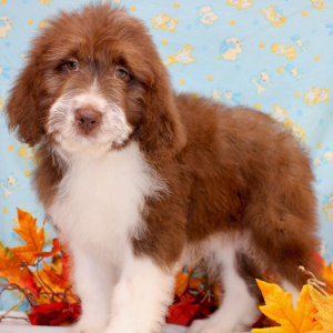 Australian Shepherd Puppy Grace