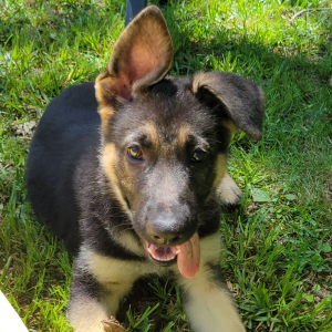 German Shepherd Dog Puppy Foxy