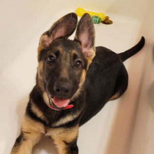 German Shepherd Dog Puppy Foxy