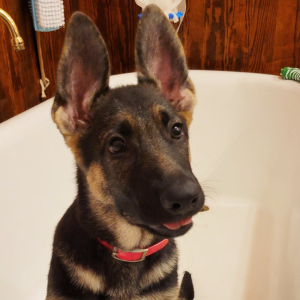 German Shepherd Dog Puppy Foxy
