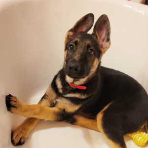 German Shepherd Dog Puppy Foxy