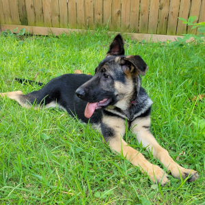 German Shepherd Dog Puppy Foxy