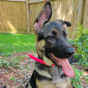 German Shepherd Dog Puppy Foxy