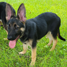 German Shepherd Dog Puppy Foxy