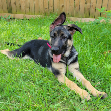 German Shepherd Dog Puppy Foxy