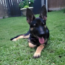 German Shepherd Dog Puppy Foxy