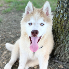 Siberian Husky Puppy Apollo