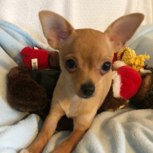 Chihuahua Puppy Lil Billy