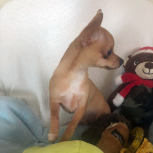 Chihuahua Puppy Lil Billy