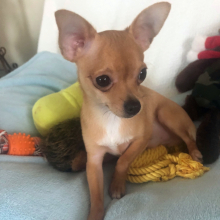 Chihuahua Puppy Lil Billy