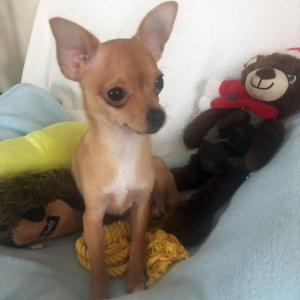 Chihuahua Puppy Lil Billy